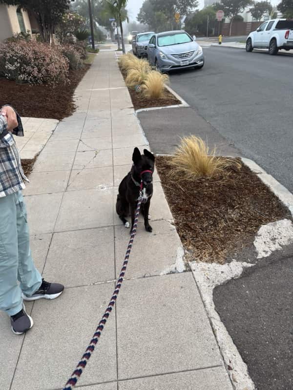 A picture of a black dog named Bowie sitting, taken on August 20 2025 at 6:25 am